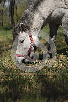 Closeup pony head of sergo color, the horse grazes