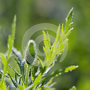 Closeup poppy flower bud with dew drops