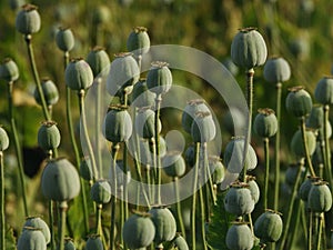 Closeup of Poppyheads field in summertime