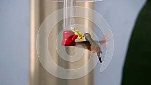 Closeup poratrait of a amazilia humming bird drinking nectar, popular and small tropical bird specie from America