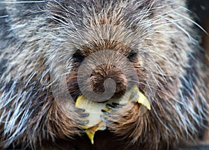 Closeup of a porcupine munching on a plant