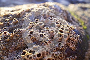 Closeup of porous stones with holes at beach. Hag stones, also known as Holey Stones or Witch Stones
