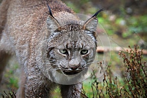 Closeup portarit of a lynx`s head and ears photo