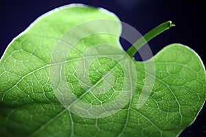 Closeup of portion of green netted veins leaf, reticulate venation of leave with light