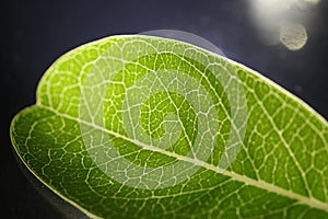 Closeup of portion of green netted veins leaf, reticulate venation of leave with light