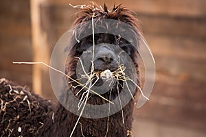 Closeup portrait of an adorable cute black curly shagged male alpaca with hurted eye chewing a dry grass with wonky photo