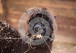 Closeup portrait of an adorable cute black curly shagged male alpaca with hurted eye chewing a dry grass with wonky photo