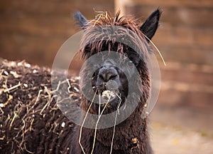 Closeup portrait of an adorable cute black curly shagged male alpaca with hurted eye chewing a dry grass with wonky photo