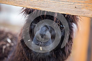 Closeup portrait of an adorable cute black curly shagged male alpaca with hurted eye looking through a fence .Vicugna photo