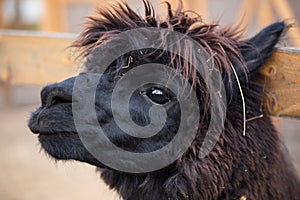 Closeup portrait of an adorable cute black curly shagged male alpaca with hurted eye looking through a fence .Vicugna photo