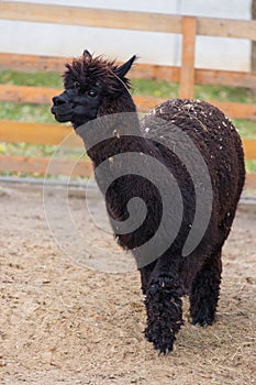 Closeup portrait of an adorable cute black curly shagged male alpaca with with thick wool and funny fringe .Vicugna photo