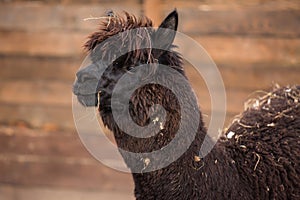 Closeup portrait of an adorable cute black curly shagged male alpaca with with thick wool and funny fringe .Vicugna photo