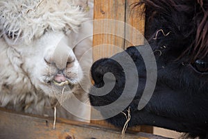 Closeup portrait of an adorable cute black and white curly shagged male and female alpaca looking through a fence photo