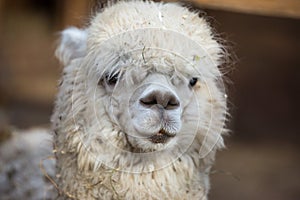 Closeup portrait of an adorable cute white curly shagged female alpaca with with an amusing headdress and bright black photo