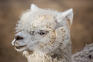 Closeup portrait of an adorable cute white curly shagged female alpaca with with an amusing headdress and bright black photo