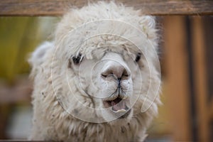 Closeup portrait of an adorable cute white curly shagged female alpaca with with an amusing headdress chewing a dry photo