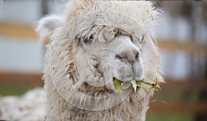 Closeup portrait of an adorable cute white curly shagged female alpaca with with an amusing headdress chewing a dry photo