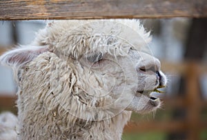 Closeup portrait of an adorable cute white curly shagged female alpaca with with an amusing headdress chewing a dry photo