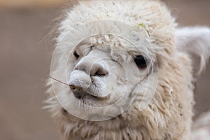 Closeup portrait of an adorable cute white curly shagged female alpaca with with an amusing headdress chewing a dry photo