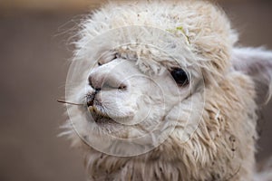 Closeup portrait of an adorable cute white curly shagged female alpaca with with an amusing headdress chewing a dry photo