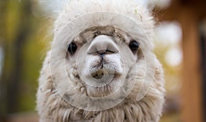 Closeup portrait of an adorable cute white curly shagged female alpaca with with an amusing headdress chewing a dry photo