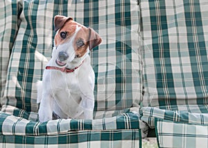Closeup portrait of adorable dog Jack russell sitting on green blue checkered pads or cushion on Garden bench or sofa outside at s
