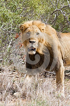 Closeup portrait of an adult male lion with beautiful dark mane