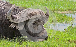 closeup portrait of african cape buffalo showing muddy head and horns as it grazes in the wild swamps of amboseli national park,