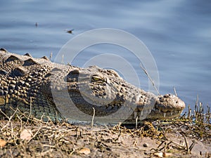 Closeup portrait of African crocodile laying on bank of Chobe River, Chobe National Park, Botswana, Southern Africa