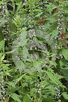 Closeup portrait on an aggregatrion of Motherwort, Leonurus cardiaca, plants flowering photo
