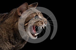 Closeup portrait Aggressive Oriental Cat Hisses in Profile, Black Isolated