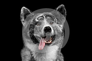 Closeup portrait of Akita inu Dog on Isolated Black Background