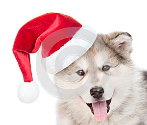 Closeup portrait alaskan malamute puppy dog in red christmas hat