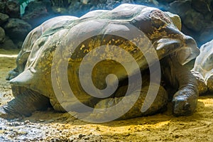 Closeup portrait of a aldabra giant tortoise resting on the ground, Worlds largest land dwelling turtle specie, Vulnerable animal