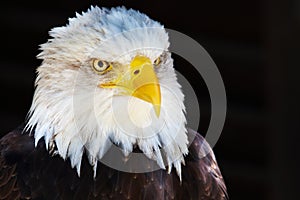 Closeup portrait of an American Bald Eagle