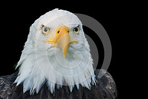 Closeup portrait of American Bald Eagle