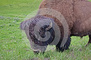 Closeup portrait of American buffalo grazing