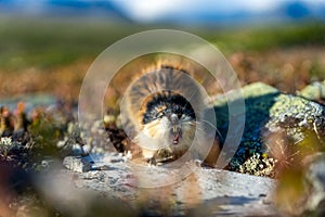 Closeup portrait of an angry lemming outdoors