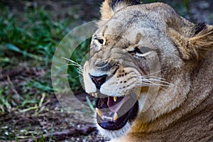 Closeup portrait of an angry lioness