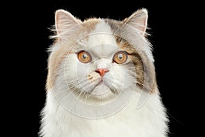 Closeup Portrait Angry Scottish Highland Straight Cat, Isolated Black Background