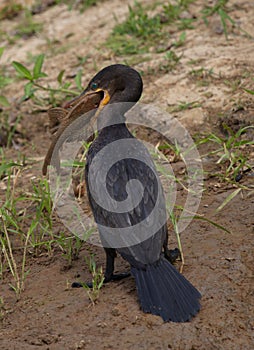 Closeup portrait of Anhinga Snakebird Anhinga anhinga hunting with whole fish in mouth, Bolivia