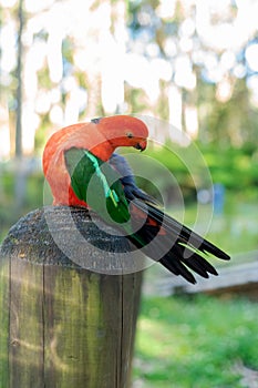 Closeup portrait of Australian king parrot taken outdoors.