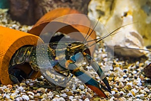 Closeup portrait of a australian red claw crayfish, popular aquarium pet from queensland in australia