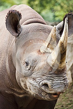 Closeup Portrait of baby Black Rhinoceros at local zoo