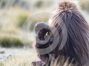 Closeup portrait of baby Gelada Monkey Theropithecus gelada holding onto back of mother looking towards camera Simien Mountains