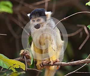 Closeup portrait of baby Golden Squirrel Monkey Saimiri sciureus sitting on branch, Bolivia