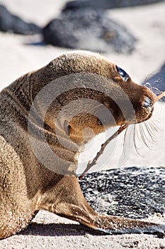 Closeup portrait of baby sea lion sunbathing in a