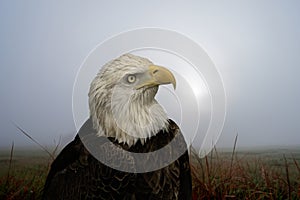 Closeup portrait of a bald eagle in his natural habitat