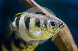 Closeup portrait of a banded Archer fish, popular tropical aquarium pet, Exotic specie from the Indo-pacific ocean