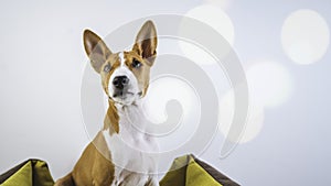 Closeup portrait Basenji cute puppy dog sitting in dog mat on white wall background. Flares. Wide